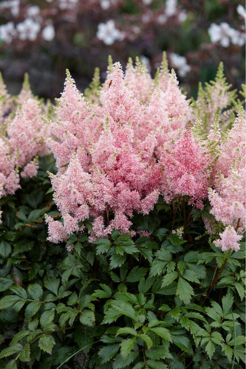 Astilbe 'Younique Salmon'